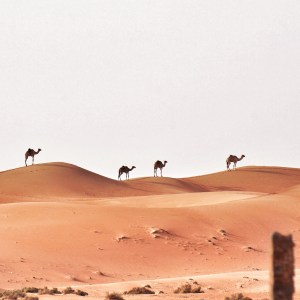 Wahiba Sands, Desert, Oman