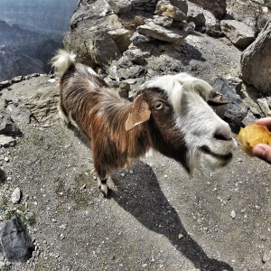 Balkony Walk, Goats, Jebel Shams, Oman