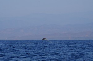 Dolphins, Pacific, Puerto Escondido, Mexico