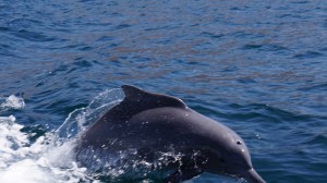 Dolphins, Dhow Cruise, Musandam, Oman
