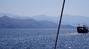 Dolphins, Dhow Cruise, Musandam, Oman