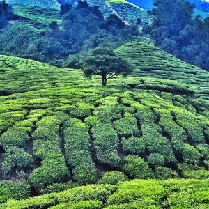 Tea plantations, Cameron Highlands
