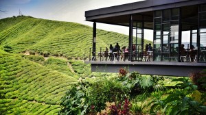 Cameron Highlands, Boh, Tea plantation, Malaysia