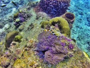 Underwater love, Diving, Nemo, Perhentians