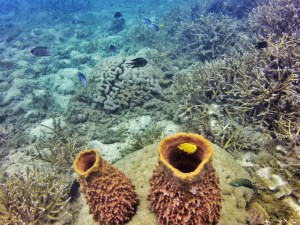 Underwater love, Diving, Perhentians