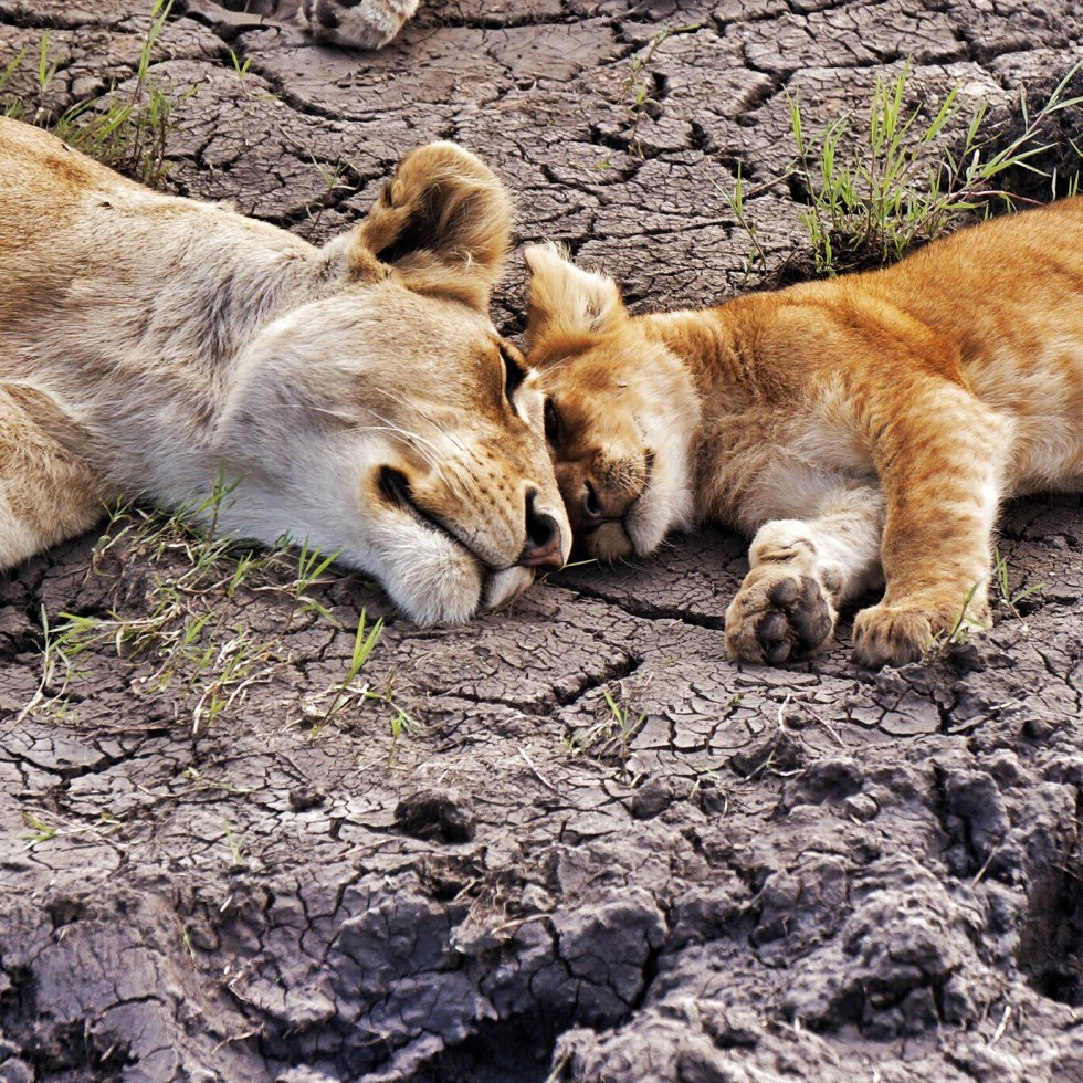 Lion Love, Serengeti, Tanzania
