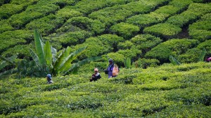 Tea Plantations, Cameron Highlands, Malaysia