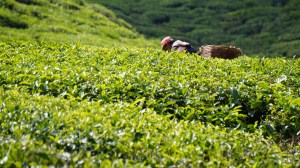 Tea Plantations, Cameron Highlands, Malaysia