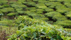Tea Plantations, Cameron Highlands, Malaysia