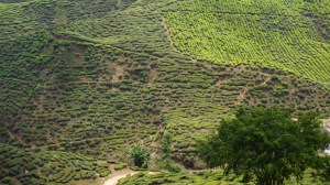 Tea Plantations, Cameron Highlands, Malaysia