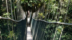 Canopy Walk Taman Negara